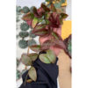 Hoya Sunrise, real feature image plant. Picture taken directly from kaktus.id community Hoya farmer green houses.