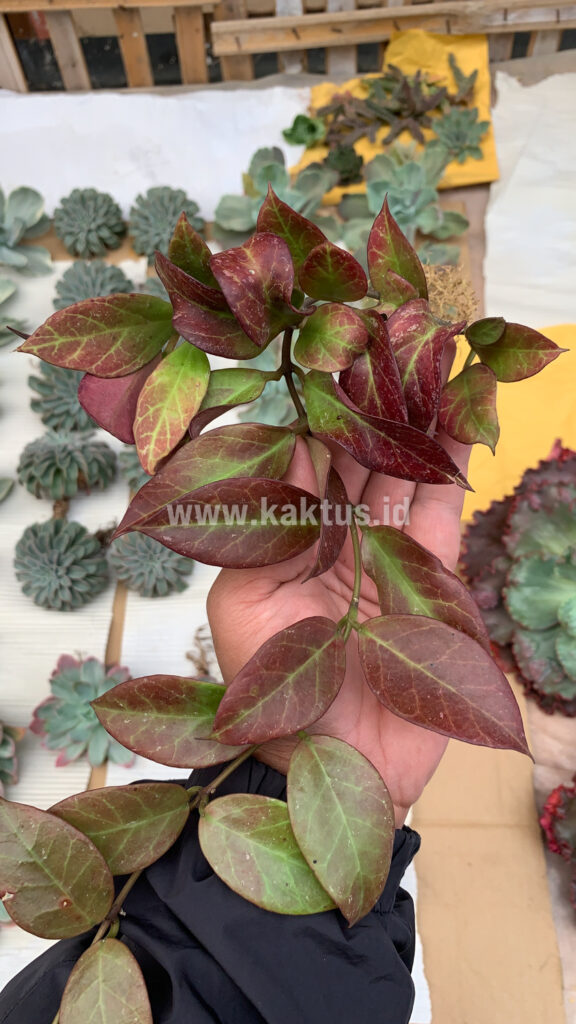 kaktus.id