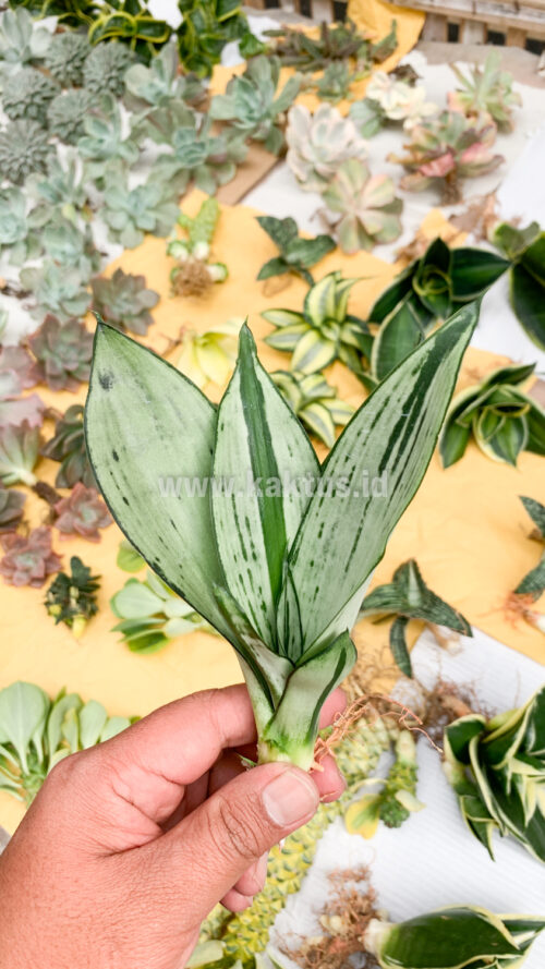 Sansevieria Black Brazilian Moonshine, real gallery image #7 plants. Picture taken directly from kaktus.id community Sansevieria farmer green houses.