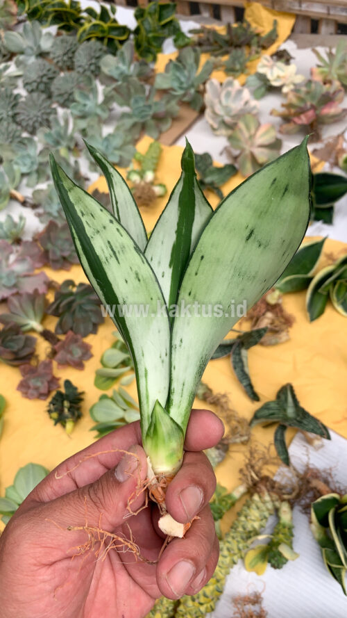 Sansevieria Black Brazilian Moonshine, real gallery image #5 plants. Picture taken directly from kaktus.id community Sansevieria farmer green houses.