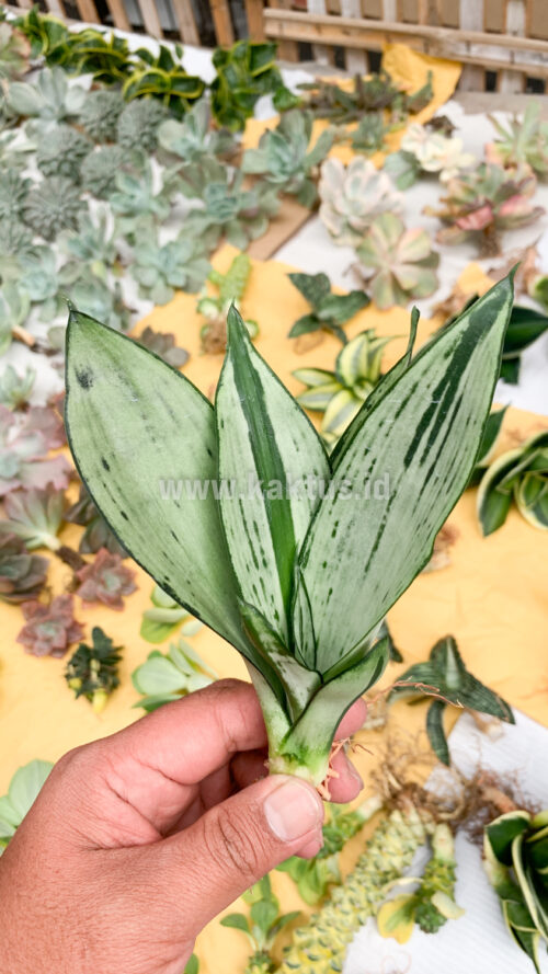 Sansevieria Black Brazilian Moonshine, real gallery image #4 plants. Picture taken directly from kaktus.id community Sansevieria farmer green houses.