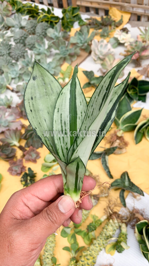 Sansevieria Black Brazilian Moonshine, real gallery image #3 plants. Picture taken directly from kaktus.id community Sansevieria farmer green houses.