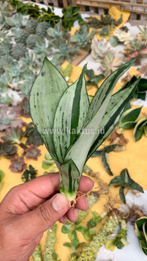 Sansevieria Black Brazilian Moonshine, real gallery image #2 plants. Picture taken directly from kaktus.id community Sansevieria farmer green houses.