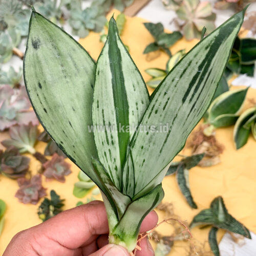 Sansevieria Black Brazilian Moonshine, real gallery image #1 plants. Picture taken directly from kaktus.id community Sansevieria farmer green houses.
