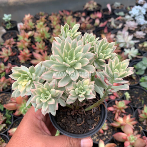 Echeveria Minibelle Cluster Variegated, real gallery image #1 plants. Picture taken directly from kaktus.id community Echeveria farmer green houses.