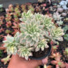 Echeveria Minibelle Cluster Variegated, real gallery image #3 plants. Picture taken directly from kaktus.id community Echeveria farmer green houses.