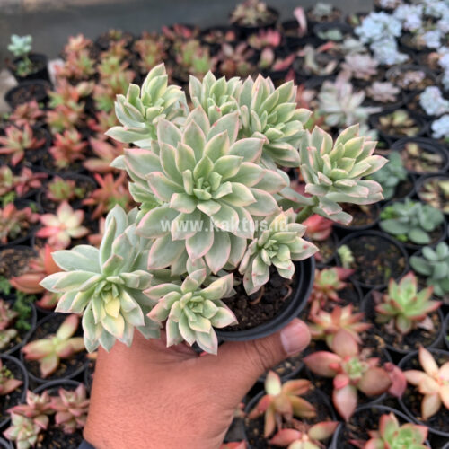 Echeveria Minibelle Cluster Variegated, real gallery image #4 plants. Picture taken directly from kaktus.id community Echeveria farmer green houses.
