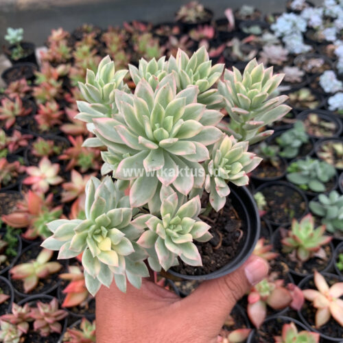 Echeveria Minibelle Cluster Variegated, real gallery image #5 plants. Picture taken directly from kaktus.id community Echeveria farmer green houses.