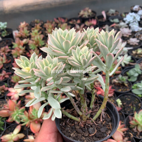 Echeveria Minibelle Cluster Variegated, real gallery image #6 plants. Picture taken directly from kaktus.id community Echeveria farmer green houses.