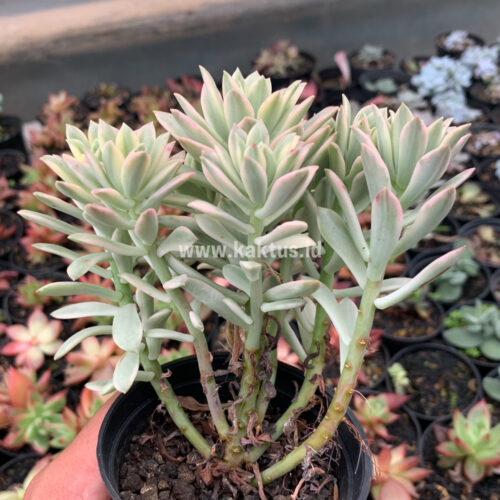Echeveria Minibelle Cluster Variegated, real gallery image #2 plants. Picture taken directly from kaktus.id community Echeveria farmer green houses.