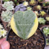 Hoya 'Heart' Kerrii Splash Variegated, real gallery image #2 plants. Picture taken directly from kaktus.id community Hoya farmer green houses.