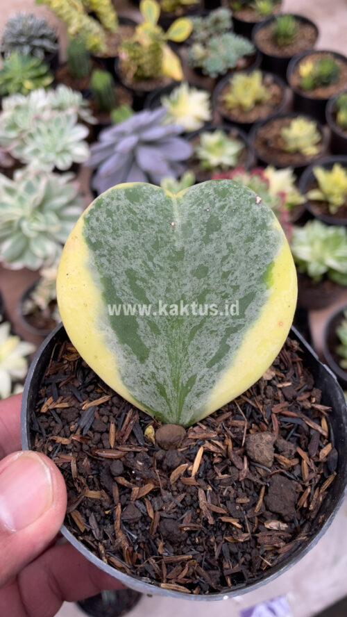 Hoya 'Heart' Kerrii Splash Variegated, real gallery image #3 plants. Picture taken directly from kaktus.id community Hoya farmer green houses.