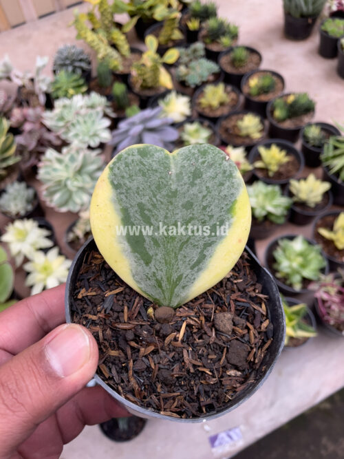 Hoya 'Heart' Kerrii Splash Variegated, real gallery image #4 plants. Picture taken directly from kaktus.id community Hoya farmer green houses.