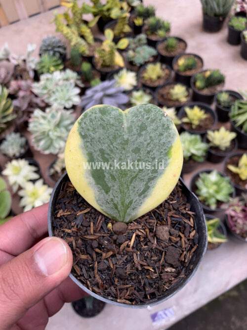 Hoya 'Heart' Kerrii Splash Variegated, real gallery image #5 plants. Picture taken directly from kaktus.id community Hoya farmer green houses.