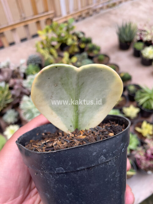 Hoya 'Heart' Kerrii Splash Variegated, real gallery image #6 plants. Picture taken directly from kaktus.id community Hoya farmer green houses.