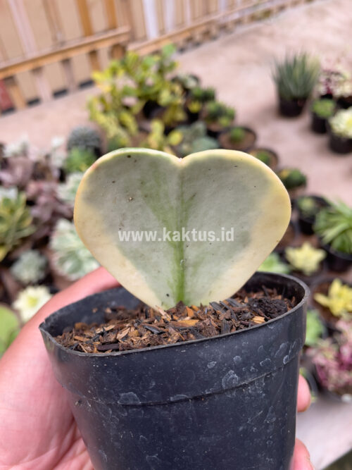 Hoya 'Heart' Kerrii Splash Variegated, real gallery image #7 plants. Picture taken directly from kaktus.id community Hoya farmer green houses.