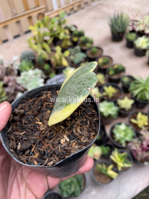 Hoya 'Heart' Kerrii Splash Variegated, real gallery image #8 plants. Picture taken directly from kaktus.id community Hoya farmer green houses.