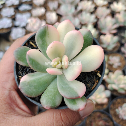 Echeveria Torres Variegated, real gallery image #1 plants. Picture taken directly from kaktus.id community Echeveria farmer green houses.