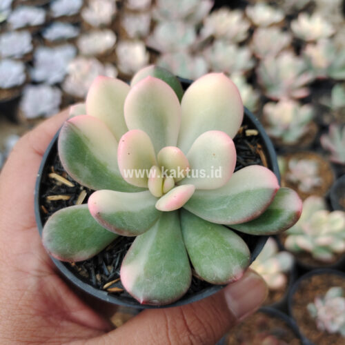 Echeveria Torres Variegated, real gallery image #3 plants. Picture taken directly from kaktus.id community Echeveria farmer green houses.