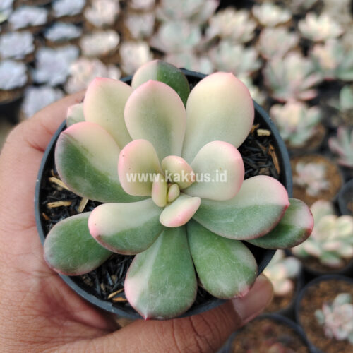 Echeveria Torres Variegated, real gallery image #4 plants. Picture taken directly from kaktus.id community Echeveria farmer green houses.