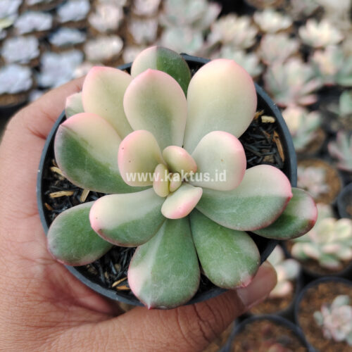 Echeveria Torres Variegated, real gallery image #5 plants. Picture taken directly from kaktus.id community Echeveria farmer green houses.