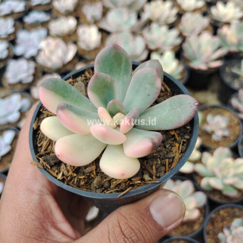 Echeveria Torres Variegated, real gallery image #6 plants. Picture taken directly from kaktus.id community Echeveria farmer green houses.