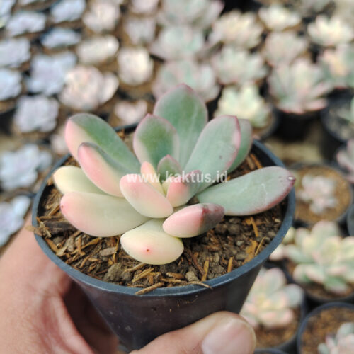 Echeveria Torres Variegated, real gallery image #7 plants. Picture taken directly from kaktus.id community Echeveria farmer green houses.