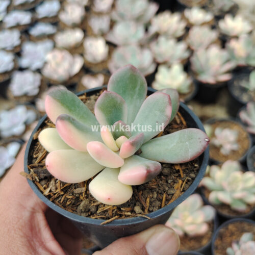 Echeveria Torres Variegated, real gallery image #8 plants. Picture taken directly from kaktus.id community Echeveria farmer green houses.