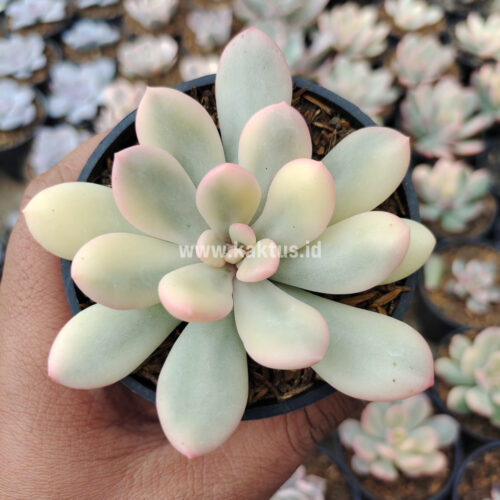 Echeveria Torres Aurea Variegated, real gallery image #7 plants. Picture taken directly from kaktus.id community Echeveria farmer green houses.