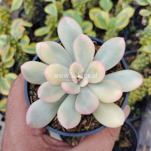 Echeveria Torres Aurea Variegated, real gallery image #1 plants. Picture taken directly from kaktus.id community Echeveria farmer green houses.
