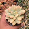 Echeveria Torres Aurea Variegated, real feature image plant. Picture taken directly from kaktus.id community Echeveria farmer green houses.