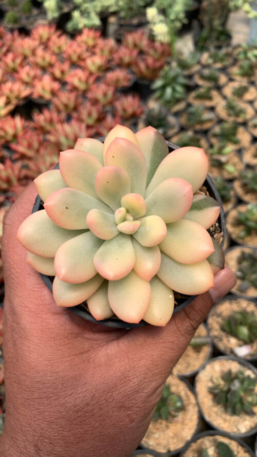 Echeveria Torres Aurea Variegated, real gallery image #11 plants. Picture taken directly from kaktus.id community Echeveria farmer green houses.