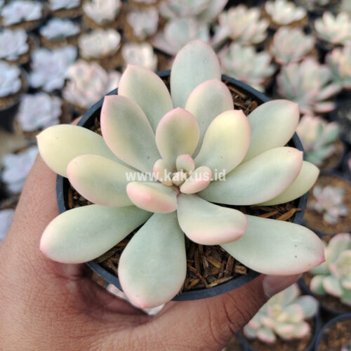 Echeveria Torres Aurea Variegated, real gallery image #9 plants. Picture taken directly from kaktus.id community Echeveria farmer green houses.