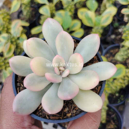 Echeveria Torres Aurea Variegated, real gallery image #14 plants. Picture taken directly from kaktus.id community Echeveria farmer green houses.