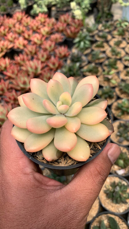 Echeveria Torres Aurea Variegated, real gallery image #4 plants. Picture taken directly from kaktus.id community Echeveria farmer green houses.