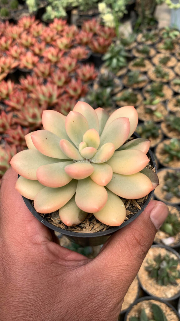 kaktus.id