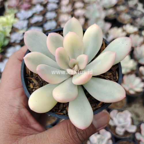 Echeveria Torres Aurea Variegated, real gallery image #10 plants. Picture taken directly from kaktus.id community Echeveria farmer green houses.