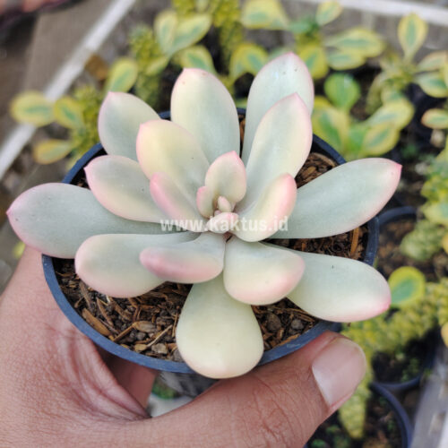 Echeveria Torres Aurea Variegated, real gallery image #13 plants. Picture taken directly from kaktus.id community Echeveria farmer green houses.