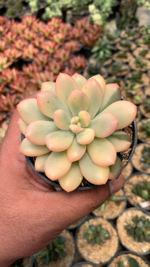 Echeveria Torres Aurea Variegated, real gallery image #8 plants. Picture taken directly from kaktus.id community Echeveria farmer green houses.