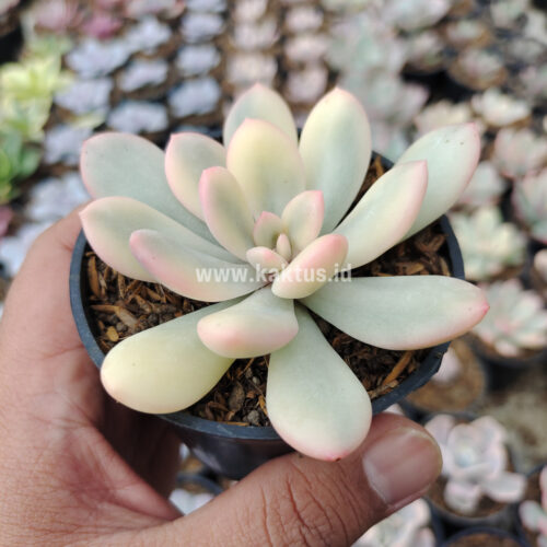 Echeveria Torres Aurea Variegated, real gallery image #2 plants. Picture taken directly from kaktus.id community Echeveria farmer green houses.