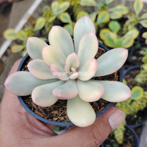 Echeveria Torres Aurea Variegated, real gallery image #12 plants. Picture taken directly from kaktus.id community Echeveria farmer green houses.