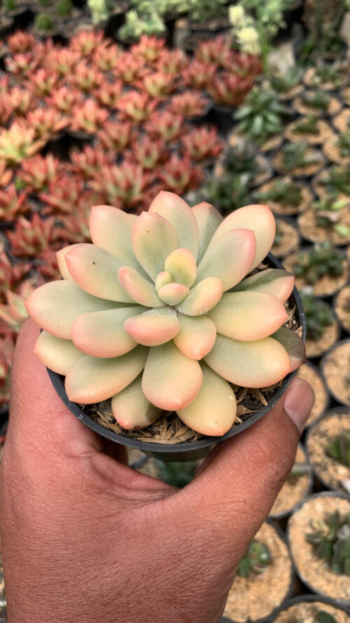 Echeveria Torres Aurea Variegated, real gallery image #15 plants. Picture taken directly from kaktus.id community Echeveria farmer green houses.
