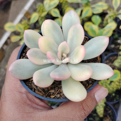 Echeveria Torres Aurea Variegated, real gallery image #5 plants. Picture taken directly from kaktus.id community Echeveria farmer green houses.