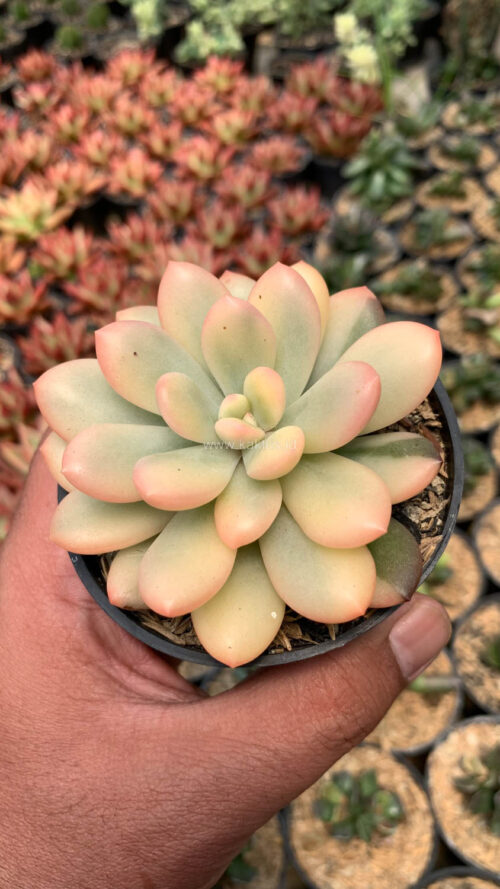 Echeveria Torres Aurea Variegated, real gallery image #6 plants. Picture taken directly from kaktus.id community Echeveria farmer green houses.