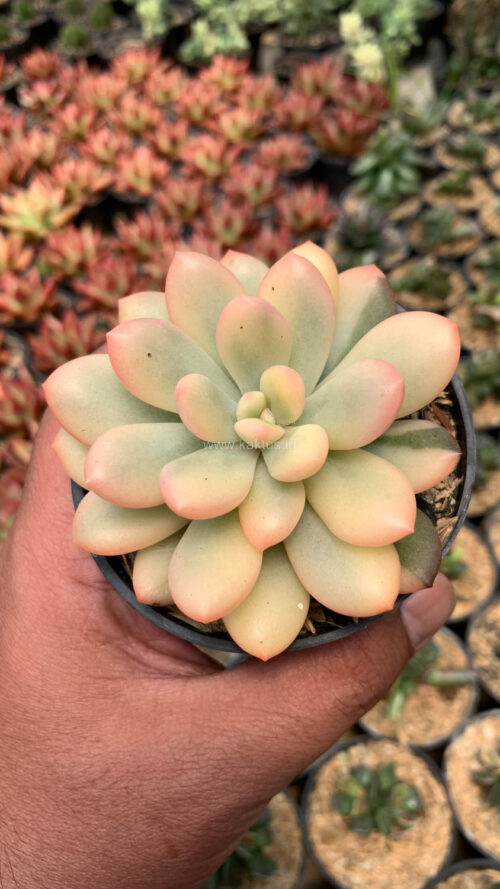 Echeveria Torres Aurea Variegated, real gallery image #3 plants. Picture taken directly from kaktus.id community Echeveria farmer green houses.