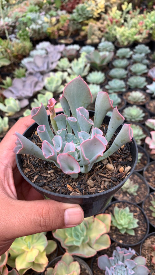 Echeveria Trumpet Pinky, real gallery image #3 plants. Picture taken directly from kaktus.id community Echeveria farmer green houses.