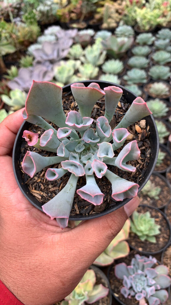 kaktus.id