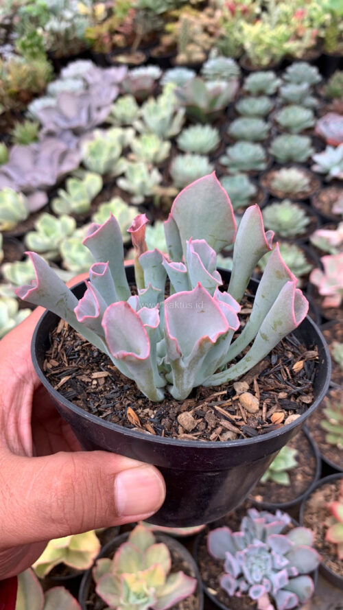 Echeveria Trumpet Pinky, real gallery image #4 plants. Picture taken directly from kaktus.id community Echeveria farmer green houses.