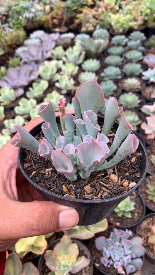 Echeveria Trumpet Pinky, real gallery image #5 plants. Picture taken directly from kaktus.id community Echeveria farmer green houses.