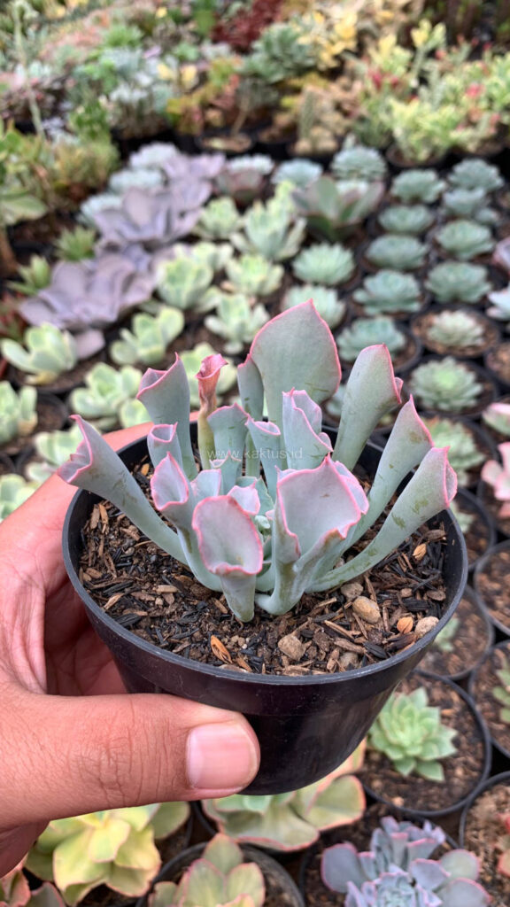 kaktus.id
